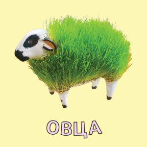 roshlinki-ovca-1-pet-рошлинки-овца