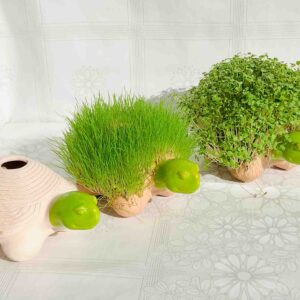Костенурка-Рошлинка-2
